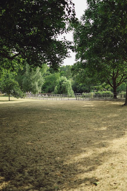 A spacious park area with a mixture of grass and bare soil patches, bordered by tall, leafy trees providing dappled shade on the ground. The scene includes a well-maintained lawn, with some areas appe